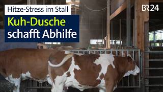 Hitze-Stress Kuh-Dusche Sorgt Für Abkühlung Im Stall Abendschau Br24