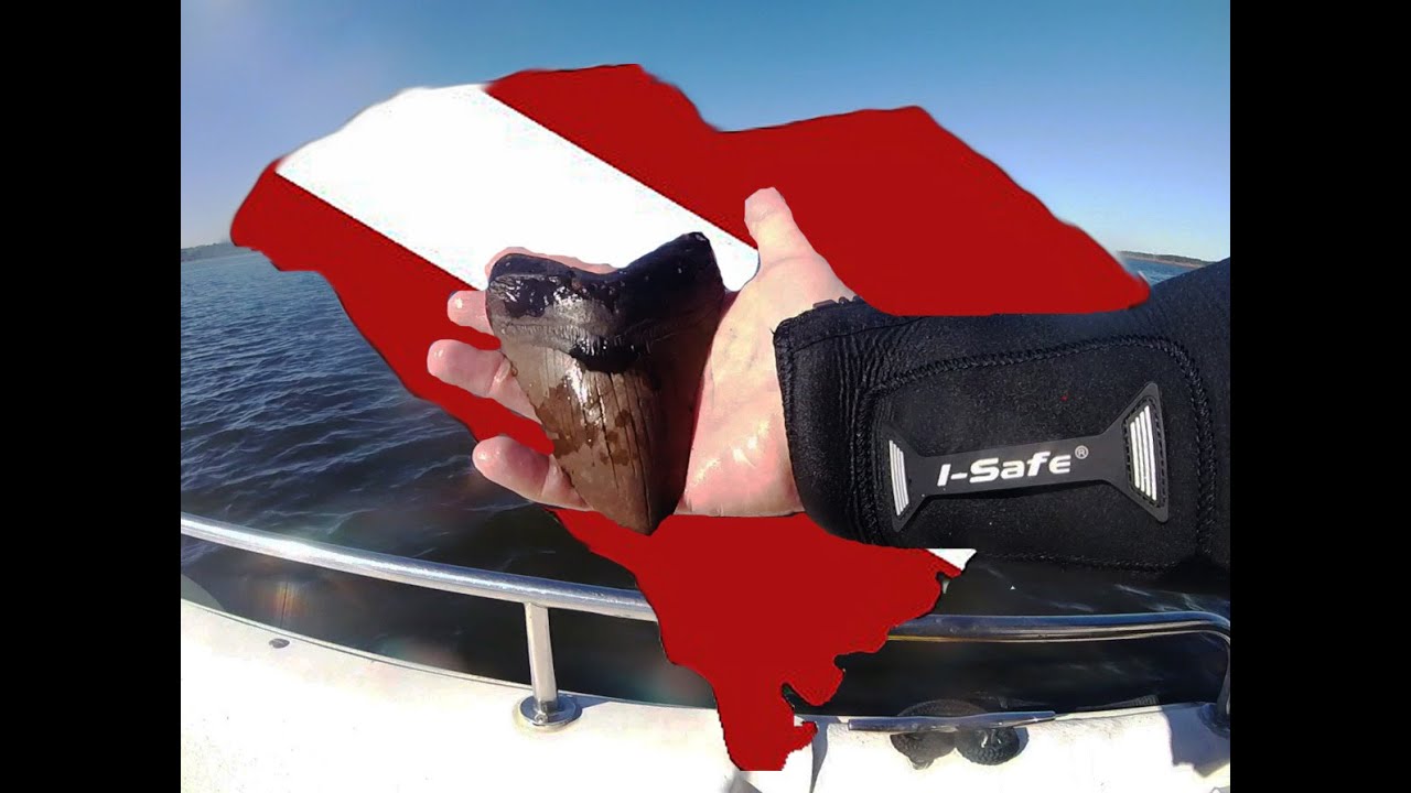 Megalodon Teeth in Darkness of the Cooper River.