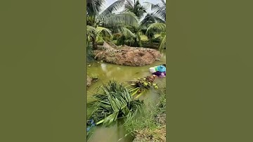 Cách bứng chuyển cây dừa #satisfying #fruit #oddlysatisfying