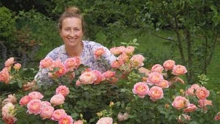 Lady of Shalott rose: shrub or climber?