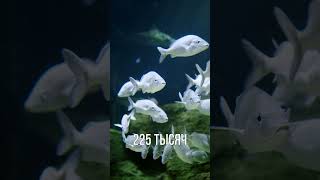 Факт 22 #tiktok #shorts