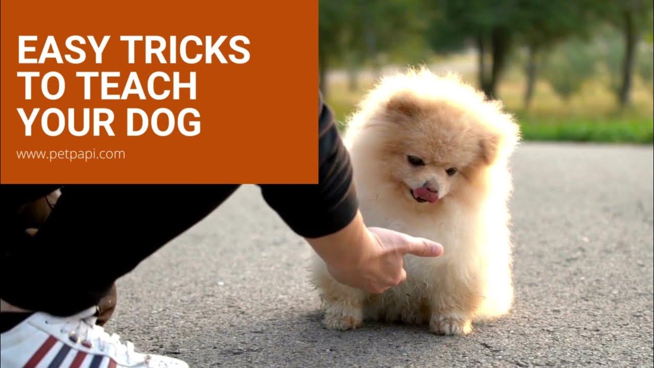 Easy Tricks To Teach Your Dog YouTube