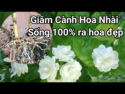 Video: 3 cách để trồng cây gia vị