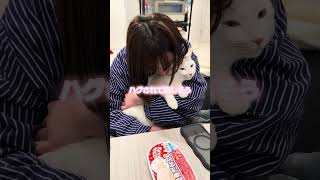 甘えてる可愛い　#fatcats #保護猫 #cutecat #cat #funnycats #ねこ #かわいい　#カップル　#癒し