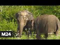 Первый в России санаторий для слонов открылся в Сочи - Москва 24