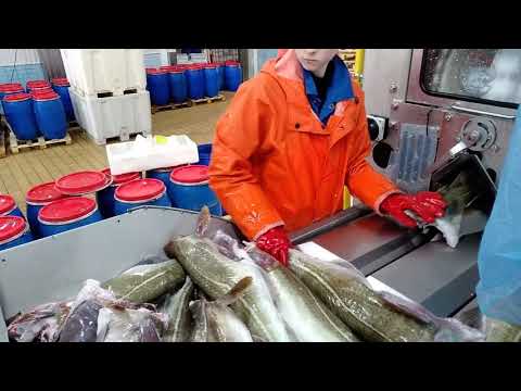Video: Feriesalater Med Fisk Og Skaldyr