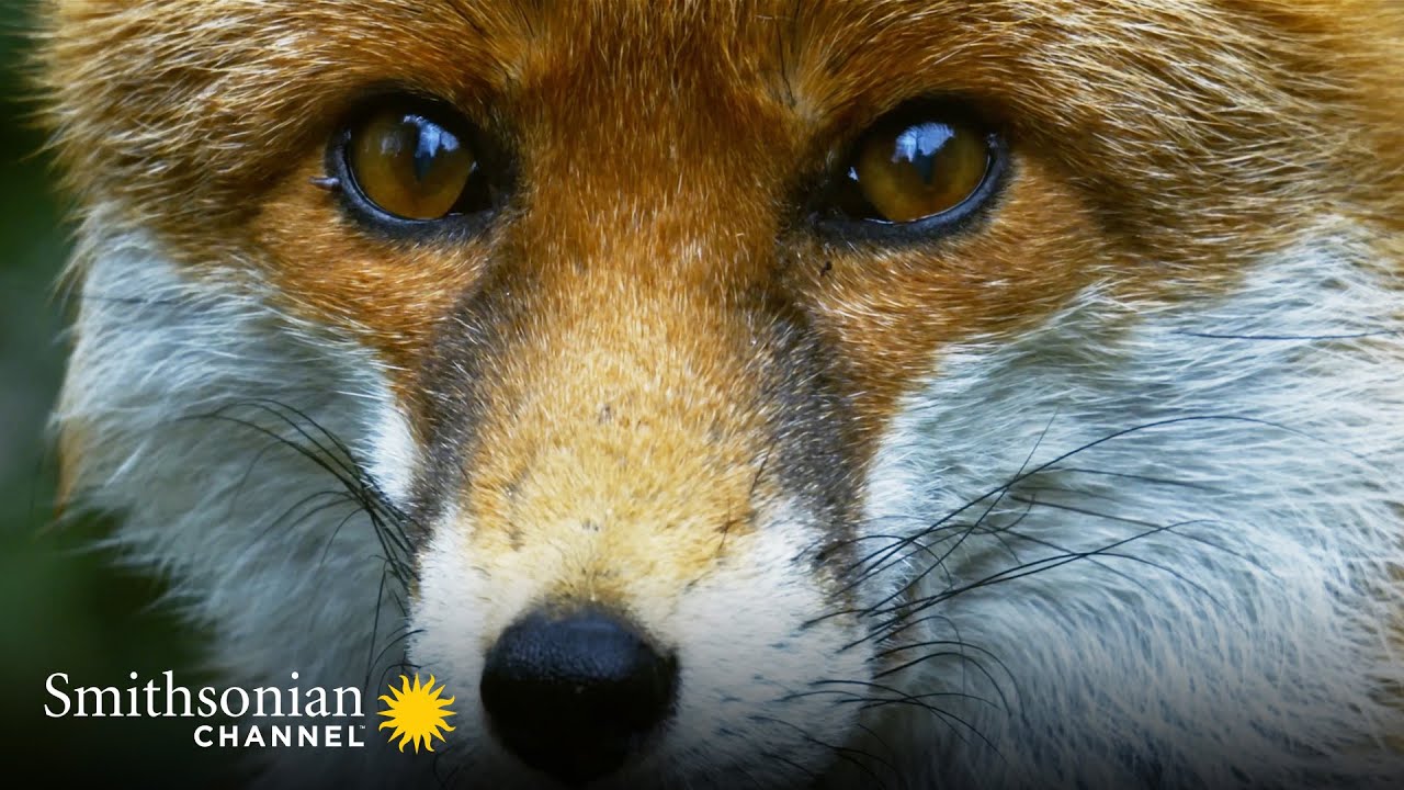 Why the Red Fox May be the Resourceful 🦊 Carpathian Predators | Smithsonian Channel YouTube