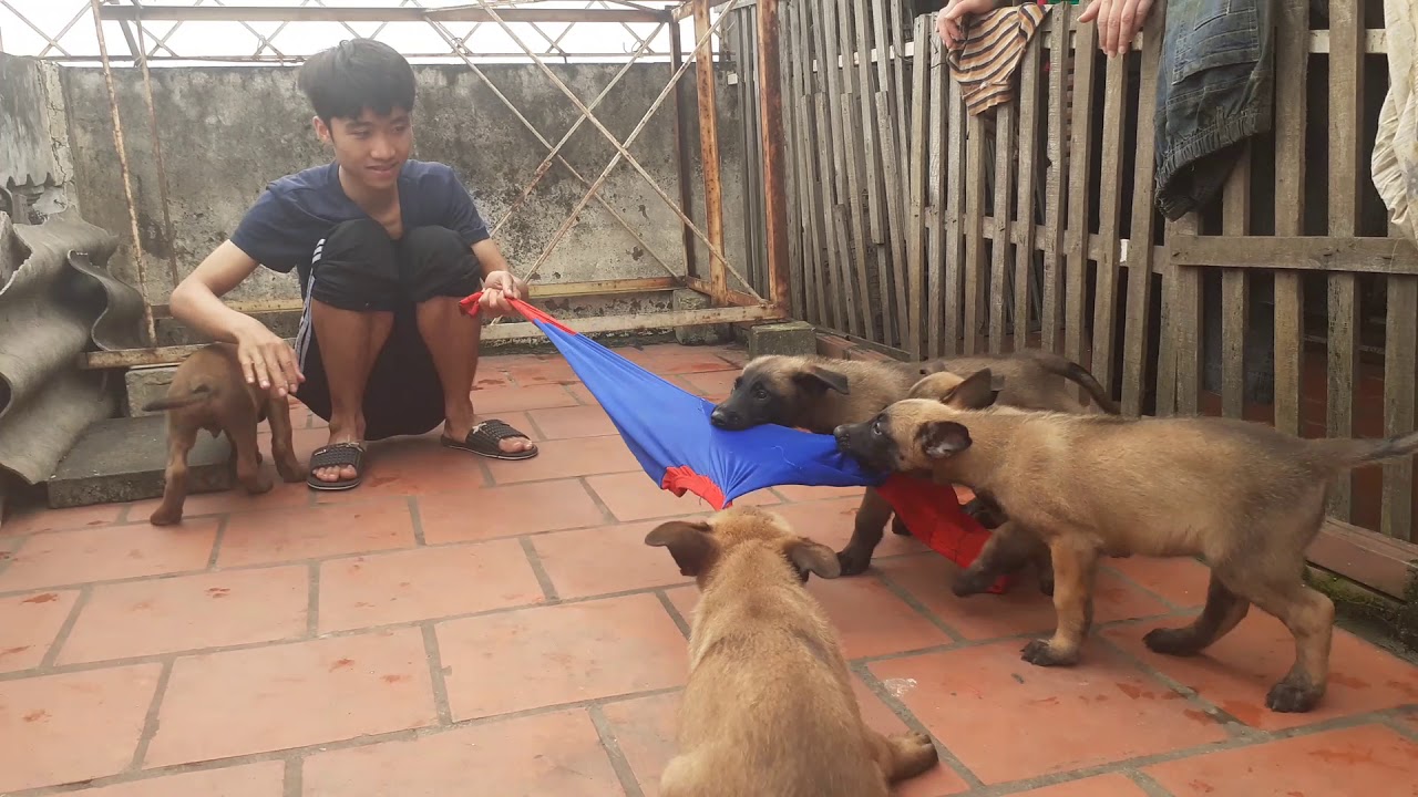 Chuẩn bị xuất bán đàn becgie bỉ đỏ đen bụ bẫm đáng yêu. Tranh thủ cho các cháu phơi nắng.