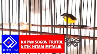 BERAPA LAMA LOLOHAN SOGON TUMBUH BULU METALIK