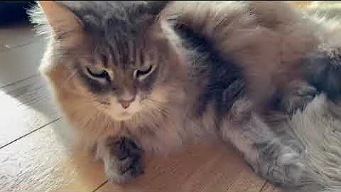 Video 11558891: maine coon cat talking, post