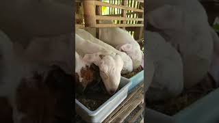 Httpsyoutubeeevybdfj4g8silec8 9y5ftvm86jq