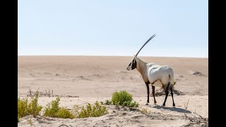 Arabian Oryx Revival: A Conservation Triumph!