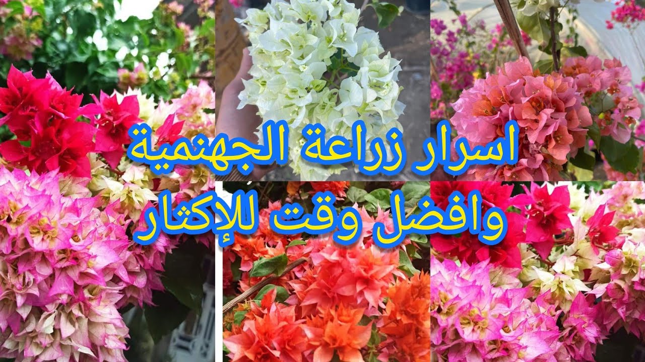 الجهنمية الأنواع واسرار الزراعة وافضل وقت للإكثار وكيف تزهر بكثافة