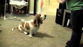 Basset Hound Tricks