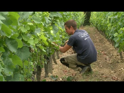 Les vignes portent les stigmates des épisodes de fortes gelées