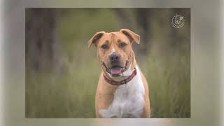 Adopt Audrey - Dog Rescue Newcastle