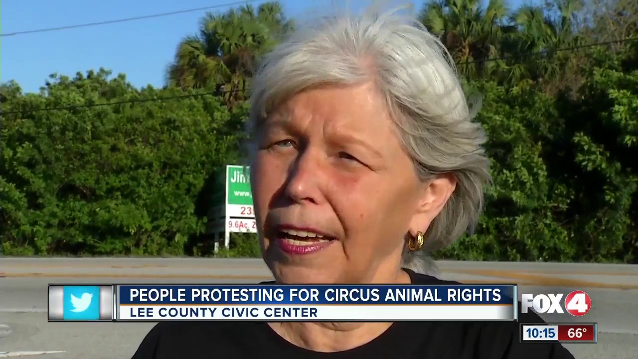 People protesting for circus animal rights YouTube