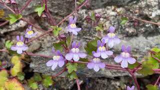 12.04.25 Ivy-Leaved Toadflax Cymbalaria Muralis - Flowers - April 2025