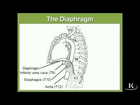 Anatomija - Dijafragma
