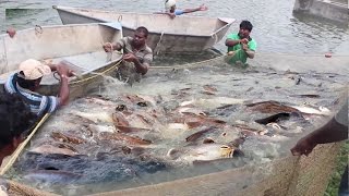 ... kadal tv well, today i went up a remote creek in the middle of
no-where trying to spot some eels... only thing was,...