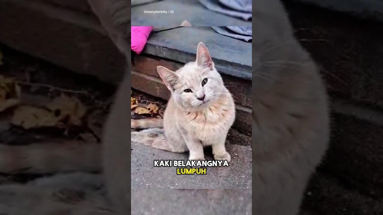 Kucing Lumpuh yang Tak di Inginkan😢