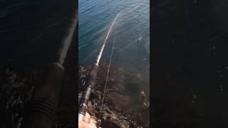 Μια όμορφη στηρα με το ecooda exairetika giant rocker 👌 #fishing #ψάρεμα #fish #shorts #spinning