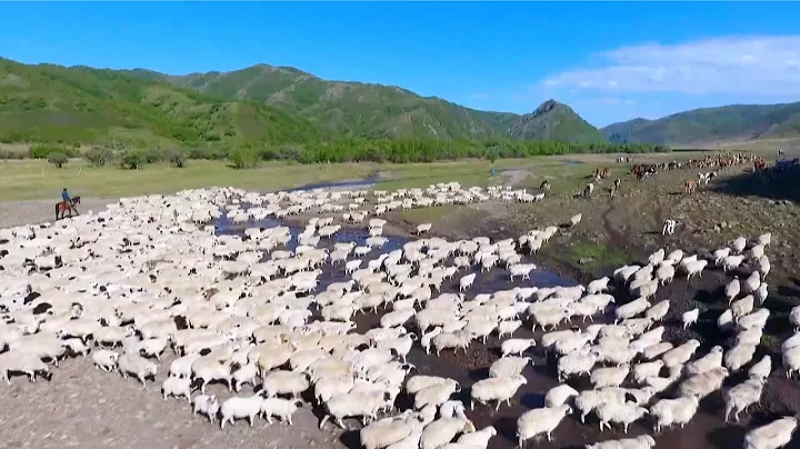 170,000 heads of livestock on way back to summer pasture in China's Inner Mongolia - DayDayNews