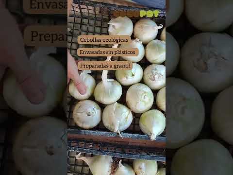 🧅CALÇOTS🧅 Cebollas ecológicas