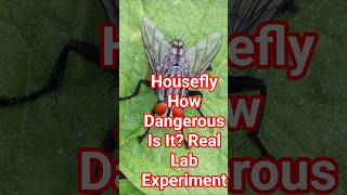 Common Housefly — How Dangerous Is It? | Real Lab Experiment