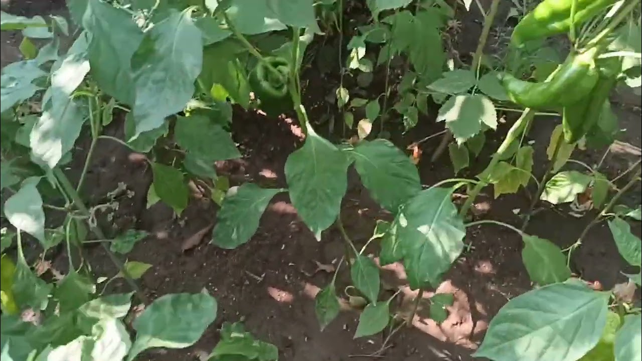 Как е градината - без пръскане