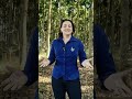 As florestas são o nosso cenário!🌳