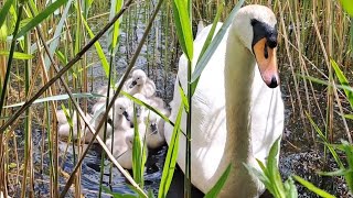 5. Baby swans the second day.😍 Mom shows how to get food. Cygnets. Cisnes. Cygnes. Cigni. Лебеді.