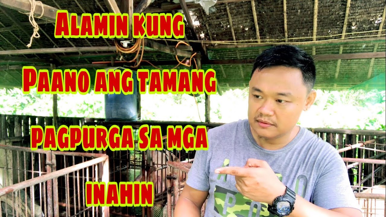 Paano ang tamang timing sa pagpurga ng mga inahing baboy | Ryan Patenio