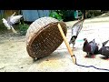 Easy Pigeon Trap | Homemade Pigeon Trap With Bamboo Box