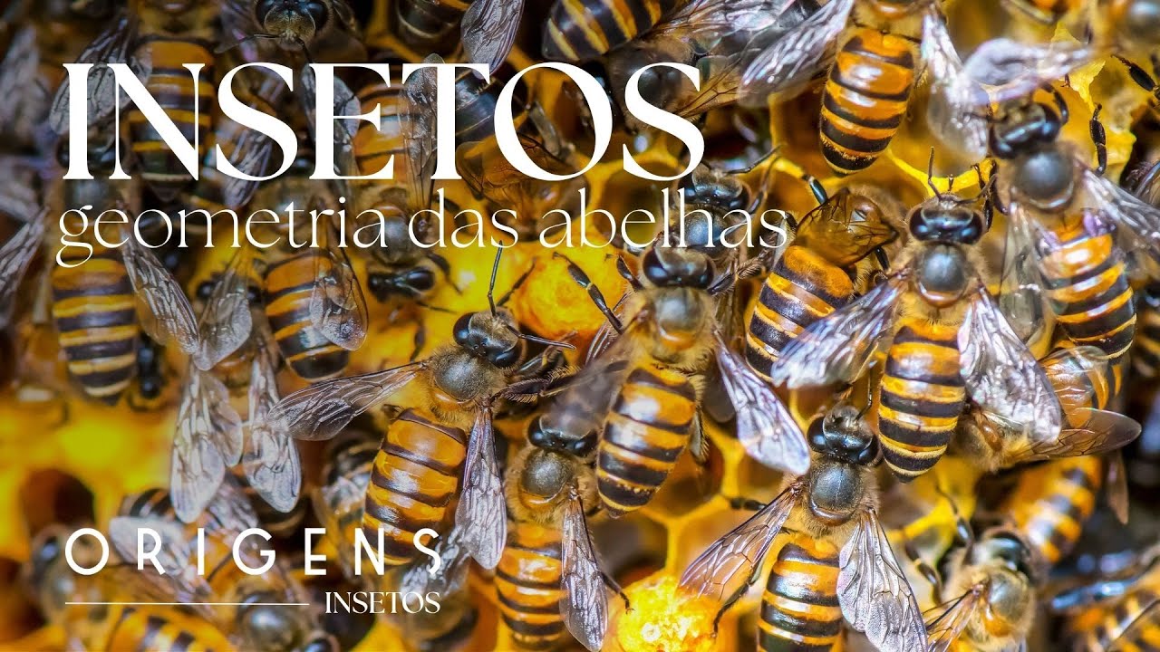 Documentário: A inteligência das abelhas e o mistério das colmeias – Ep. 3 | ORIGENS