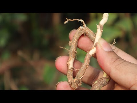 ভিডিও: শিকড় পাতা থেকে মুক্তি পাওয়া