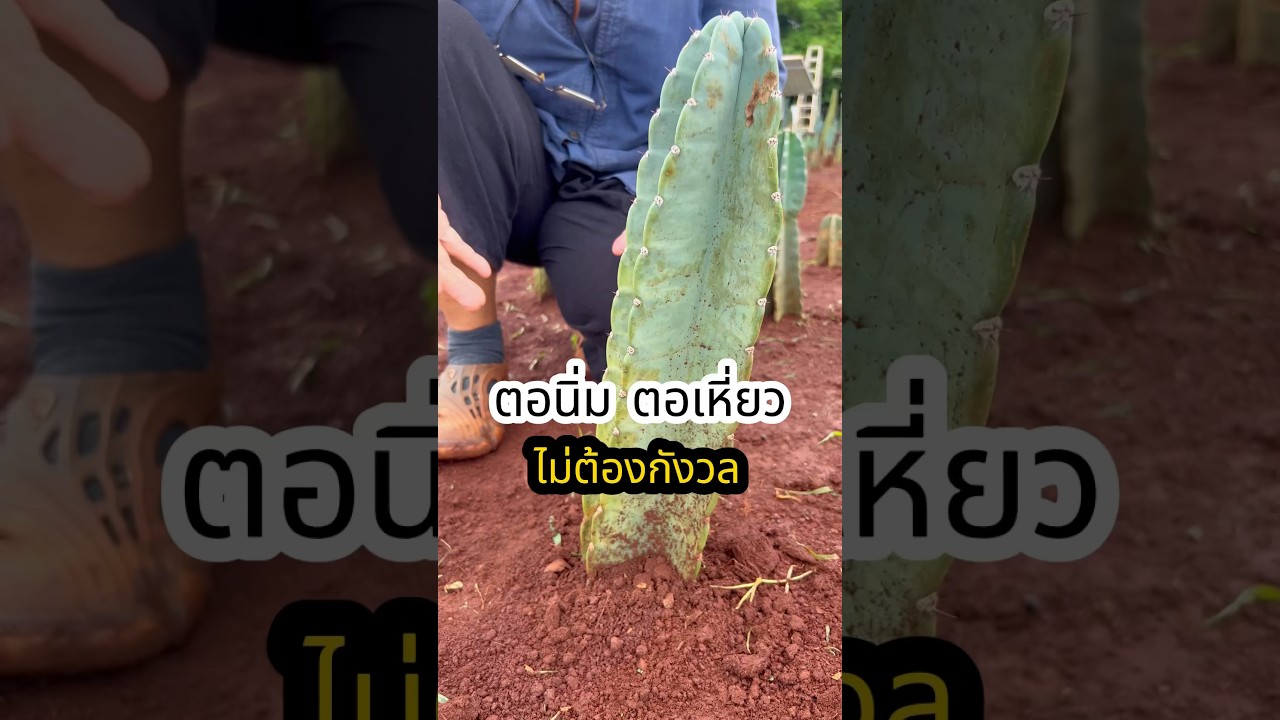 ตอนิ่ม ตอแฟ๊บ ตอเหี่ยว 🌵🌵 
