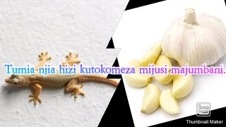 Tumia njia hizi kutokomeza mijusi nyumbani kwako |Ni njia rahisi na salama sana.