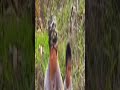 RC SUPREMO | LAKBAY NI ROEL OF MALALAG | COMPOSE BY RC SUPREMO