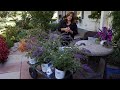 Shrub Haul and Planting! 🌿// Garden Answer