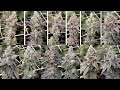 Harvest day gush mints seed testing and world record pheno hunt week 95
