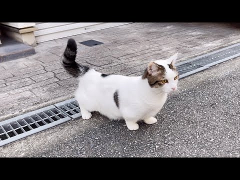 おやつよりも散歩に目覚めてしまった猫はこんな感じです