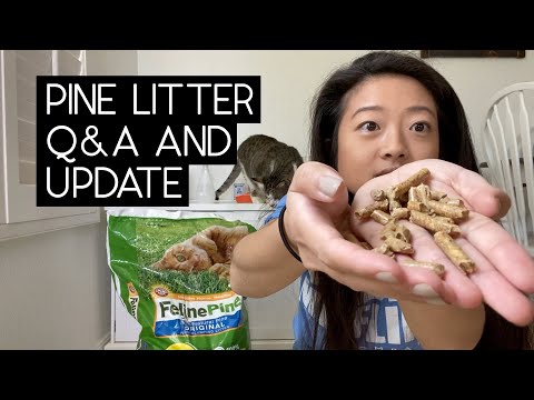 Video: Scoop on Feline Pine Clumping Litter
