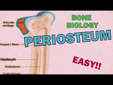 What is the PERIOSTEUM? RAPID REVIEW - BONE BIOLOGY/OSTEOLOGY