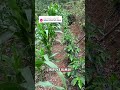Arabika ateng super umur 7 bulan #kopi #perkebunan