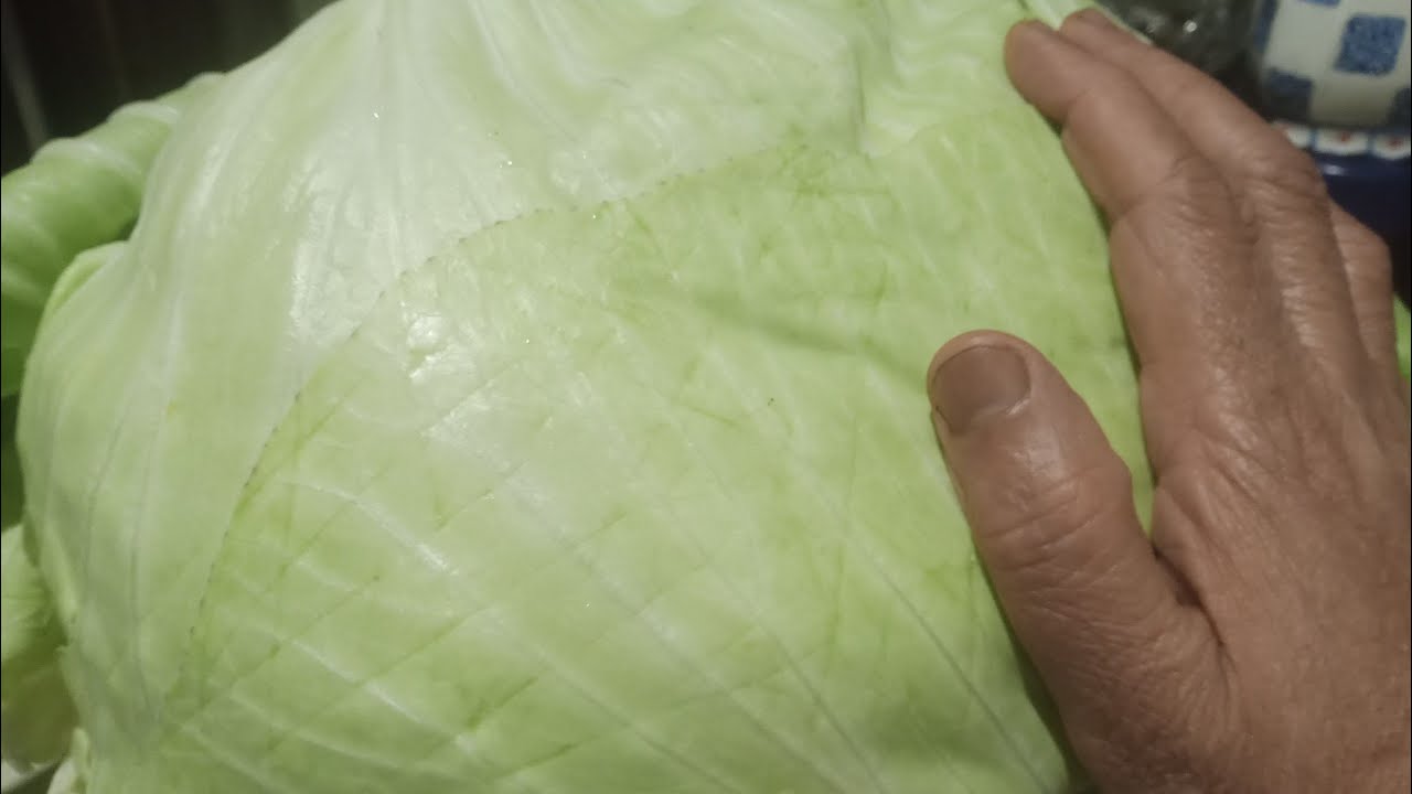  ٢٠٢٥ السلام عليكم النهارده بقى ان شاء الله كده هعمل معاكم محشي الكرنب بالاجنحه