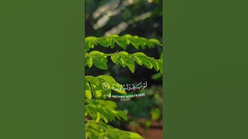 قل هو الله أحد/سورة الإخلاص |القارئ شريف مصطفى
