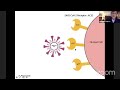 Origen y evolución de los coronavirus