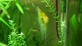 M4H06816