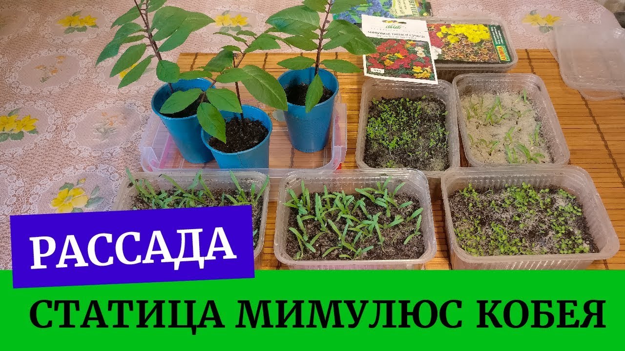 гвоздика шабо пикировать рассаду. статица сеянцы. кермек рассада. кермек всходы. статица рассада.